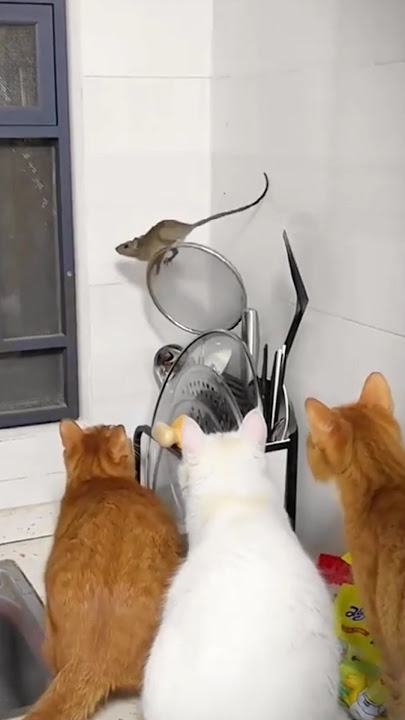 Tingkah kucing dan tikus bikin ngakak #comedycat #comedy #sayangkucing #tikus #mouse