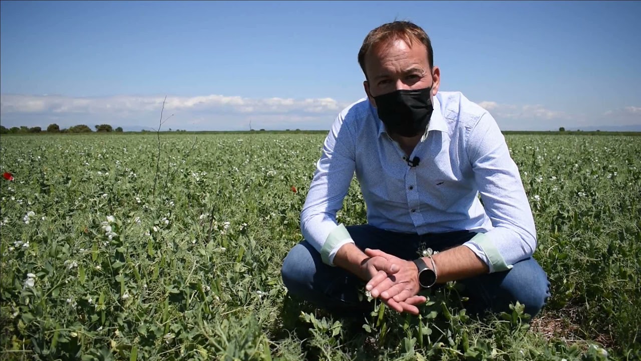 ENSAYO GUISANTES COOP AGRÍCOLA BARBASTRO/ CTA GOBIERNO ARAGÓN-RED ARAX