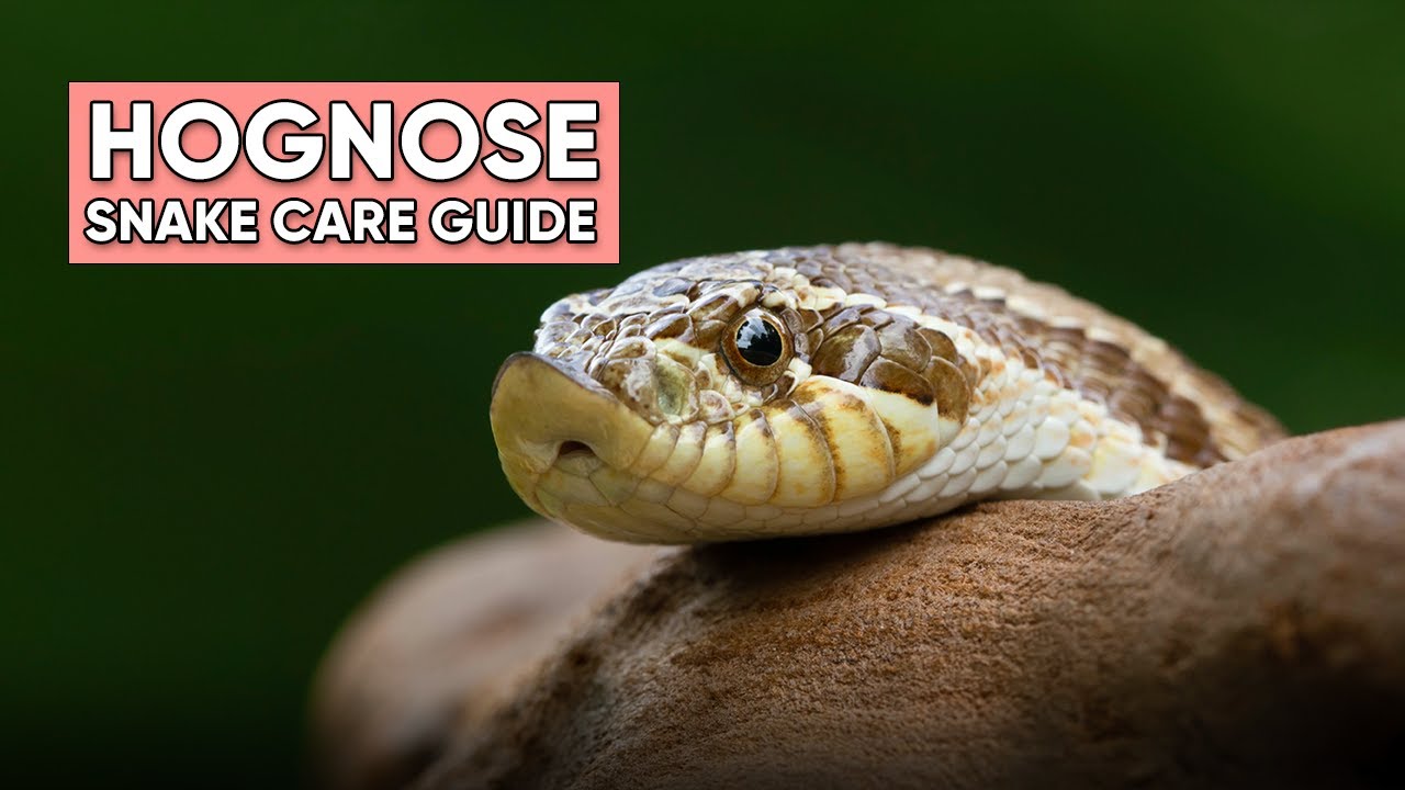 Hognose Snake Care Guide