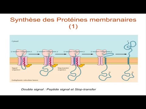 Vidéo: L'élément Régulateur Du Stérol Liant La Régulation Dépendante Des Protéines De La Synthèse Des Lipides Soutient La Survie Cellulaire Et La Croissance Tumorale