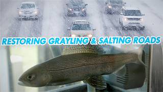 Restoring Grayling and Salting Roads | Great Lakes Now | Full Episode
