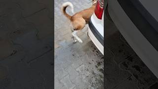 Dog Peeing Again On Car Tirefunny