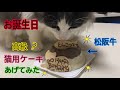 猫の誕生日をお祝いする！猫用ケーキ！【ノルウェージャンフォレストキャット】