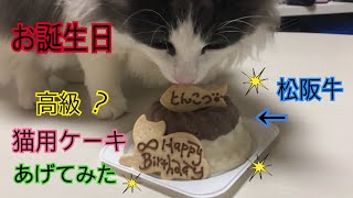 猫の誕生日をお祝いする！猫用ケーキ！【ノルウェージャンフォレストキャット】