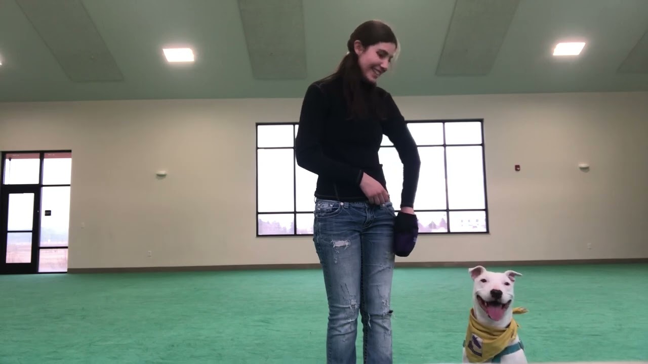 Cheese 2.6 Training Video