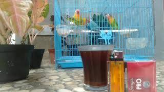 penikmat story wa Lovebird  #Lathi Original kopi pagi hari burung kicau part II