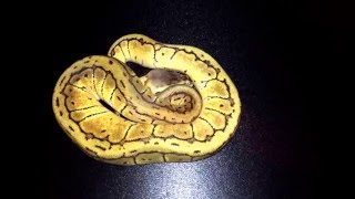 Celebrity Ball Python Unboxing:  Super Stripe and New Clown Project Wealth