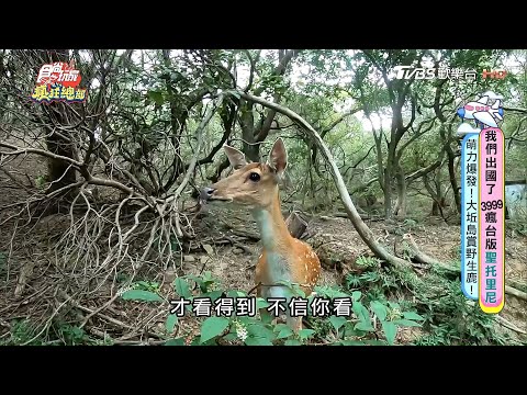 馬祖大坵島萌力爆發！野生小鹿朝你飛奔【食尚玩家瘋狂總部】節目精華20200917