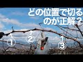 ぶどうの剪定 -ハサミを入れるときに重要なこと-【初心者向け】