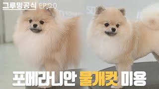 강아지야 물개야? | 그루밍공식시즌2 EP20 | 포메라니안 물개컷 미용 | Pomeranian Grooming