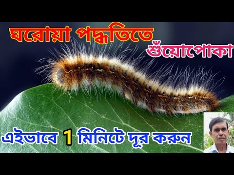 ঘরোয়া পদ্ধতিতে শুঁয়োপোকা দমন করার উপায়|| control of caterpillar|| 