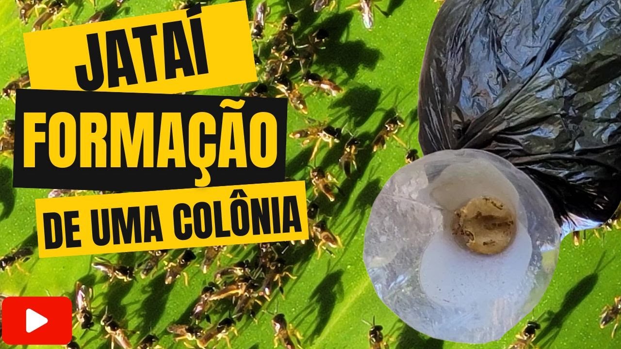 PROCESSO DE ENXAMEAÇÃO DE ABELHAS JATAÍ NA ISCA PET - Formação De Uma Colônia De Abelhas Jataí