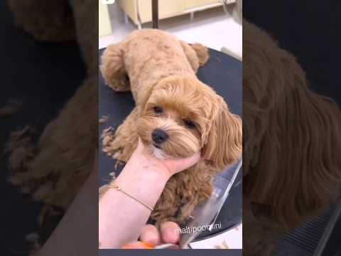 🐕👌домашняя стрижка мальтипу