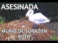 Indignación en el Mundo por MUERTE de Cisne "Con El Corazón Roto" A Manos de vándalos