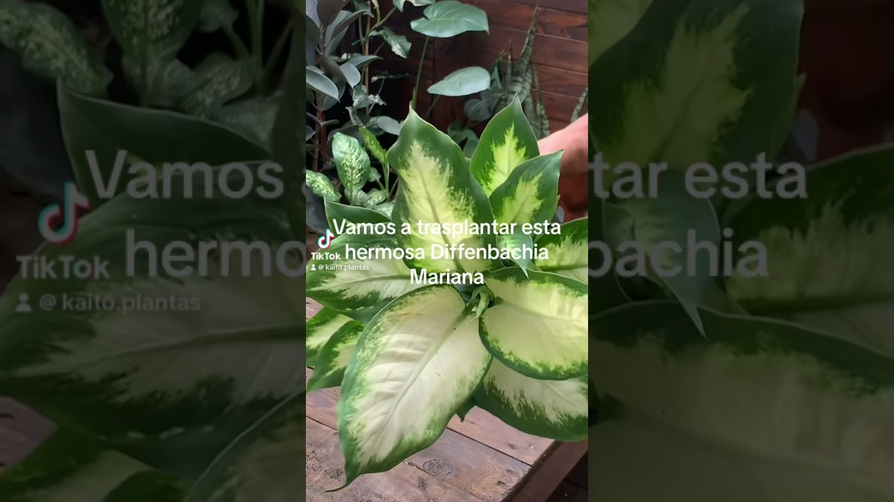 planta money tree Money Tree (Pachira aquatica)