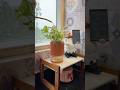 Ugaoo Plant with Self Watering Pot 🪴 #shorts #ytshorts #ugaoo ##unboxing #plants @Ugaoo