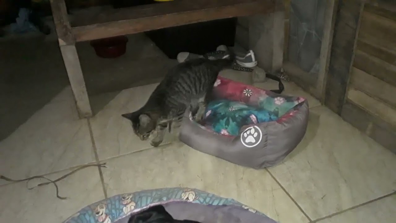 Kitty plays alone, but then...