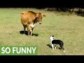 Dog introduced to dairy cow, unexpected playtime ensues