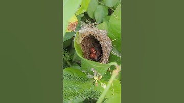 #day3 #babybird #hatching in #birdnest