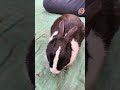 Most satisfying rabbit moment ever #yosho #rabbit #cute
