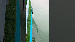 সুন্দরবন #viral #trending #shorts #shortsfeed #swan #animallovers #love #likeforlikes