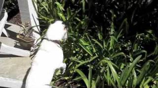Lizard Hunter 2.m4v