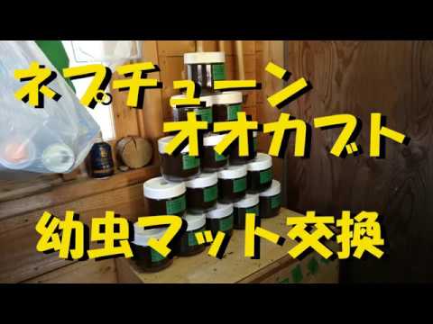 ネプチューンオオカブトの幼虫マット交換 ～裏庭の小さな生きもの達の物語#07～