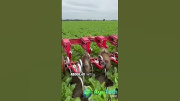 Optimizing Sugar Beet Farming: Care and Harvesting Techniques