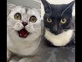 Hummm parece bem macia.# #cats #cat #catshorts #catvideos #catlovers #catlife #catvideo