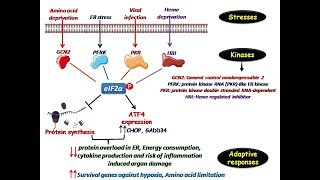 Integrated stress response [ISR]