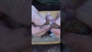 MAKE Pine Pitch Glue - The Pitch Ball #survival #pinepitchglue #survivalskills #survivalhacks #diy MAKE Pine Pitch Glue - The Pitch Ball #survival #pinepitchglue #survivalskills #survivalhacks #diy
