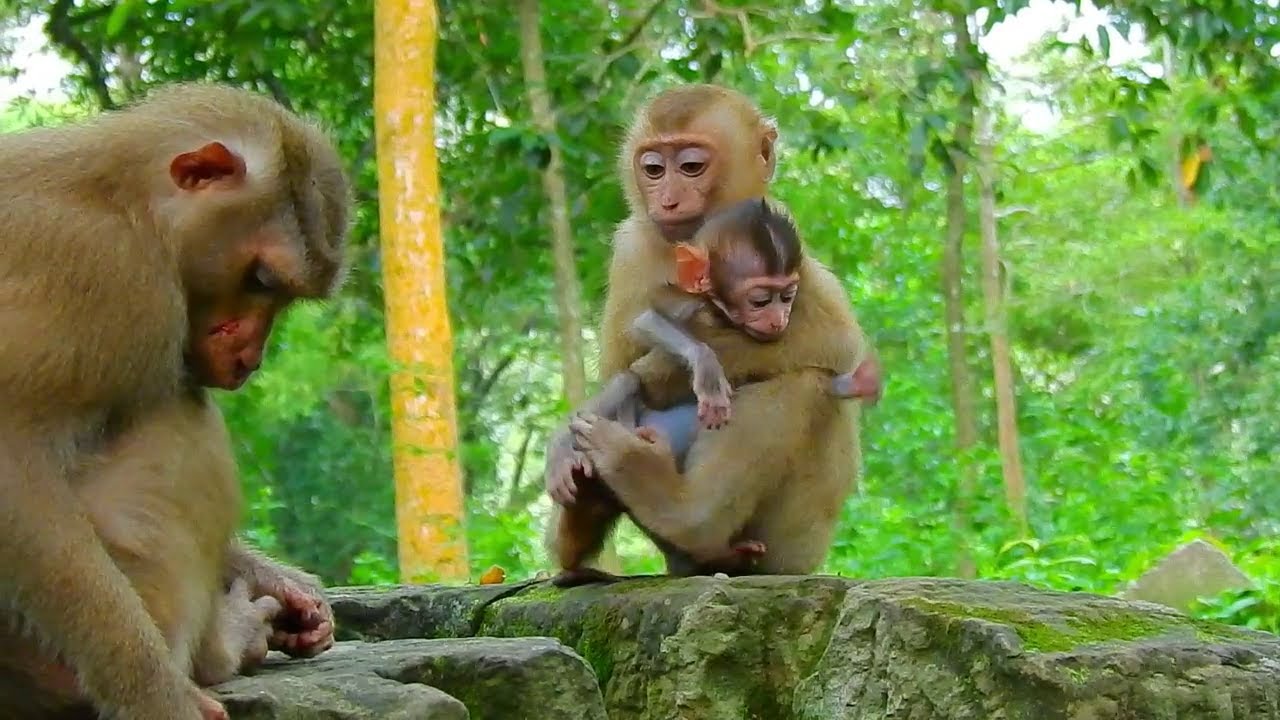 Small monkey attempt to kidnap baby Rainbow many time, How baby escape from kidnapper monkey