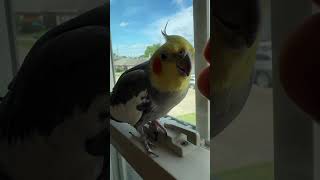 Surveying the neighborhood ￼#konacam #cockatiel #parrotlife #funnybirds