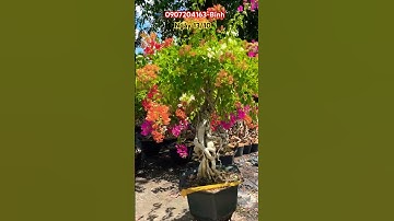 Ngũ sắc thái tàn đẹp lùn lực đế Nôm..(mã 5)#shortsvideo