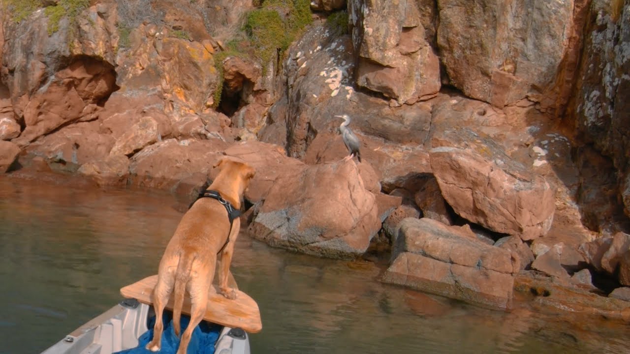 Seadog meets Shag the Seabird
