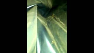Z Pest Control LLC Termite Inspection in Walla Walla, Washington