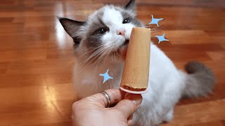 Homemade Ice Cream for Cats