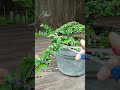 Perawatan Rutin✂️ Bonsai Saeng Simbur‼️#asmr #bonsai #bonsaitree #garden #gardening #plants