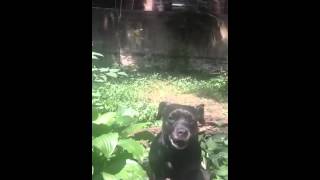 Patterdale Runs Wild In Soho