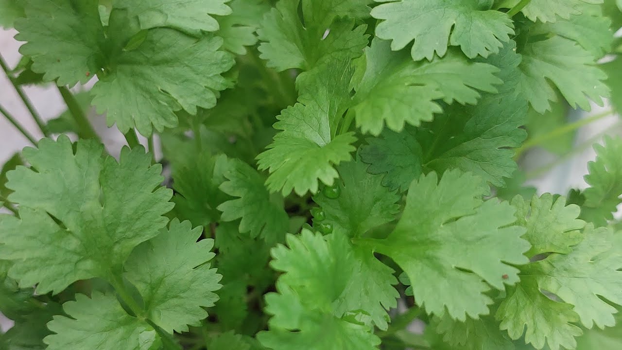 മല്ലി പാകുന്ന വിധം🤗🤗