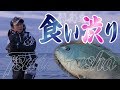 シロモッチ・食い渋る周参見の寒グレを攻略!