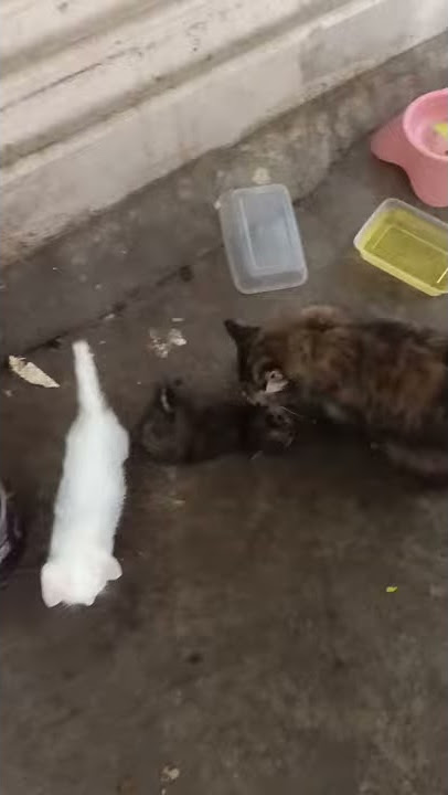 Mother Cat is Crying when her kitten Died 😭