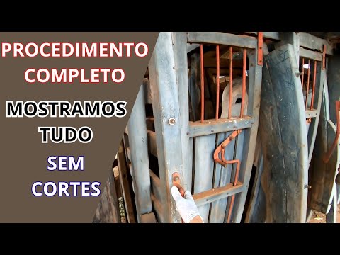 BOVINE CASTRATION - FULL VIDEO