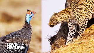 Young Nomad Leopard Learns Hunting Guinea Fowl isn't as Easy as it Looks