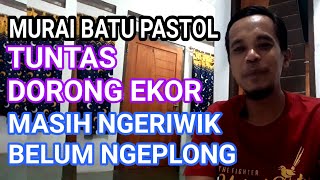 cara cepat menaikan birahi murai batu pastol supaya gacor