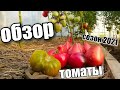 ВИДЕО-ОБЗОР сортовых томатов Сезон 2021/ 16 сортов/ #tomatoes #урожай #деревня #обзортоматов #томаты