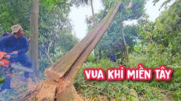 Đứng tim !!! Vua Khỉ cưa hạ gốc cây Tràm nghiên ngã qua vườn rau của người dân.