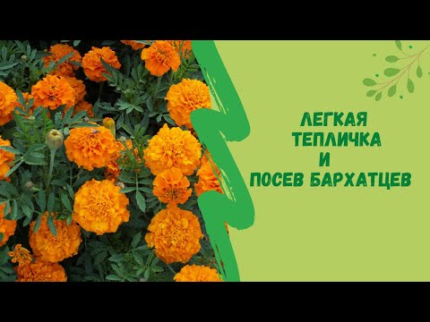 👍🌻Легкая тепличка и посев бархатцев
