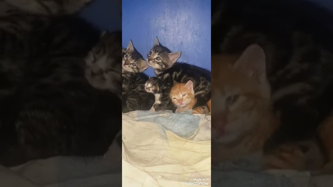 süt anne ile yetim kedi alıştırma YouTube