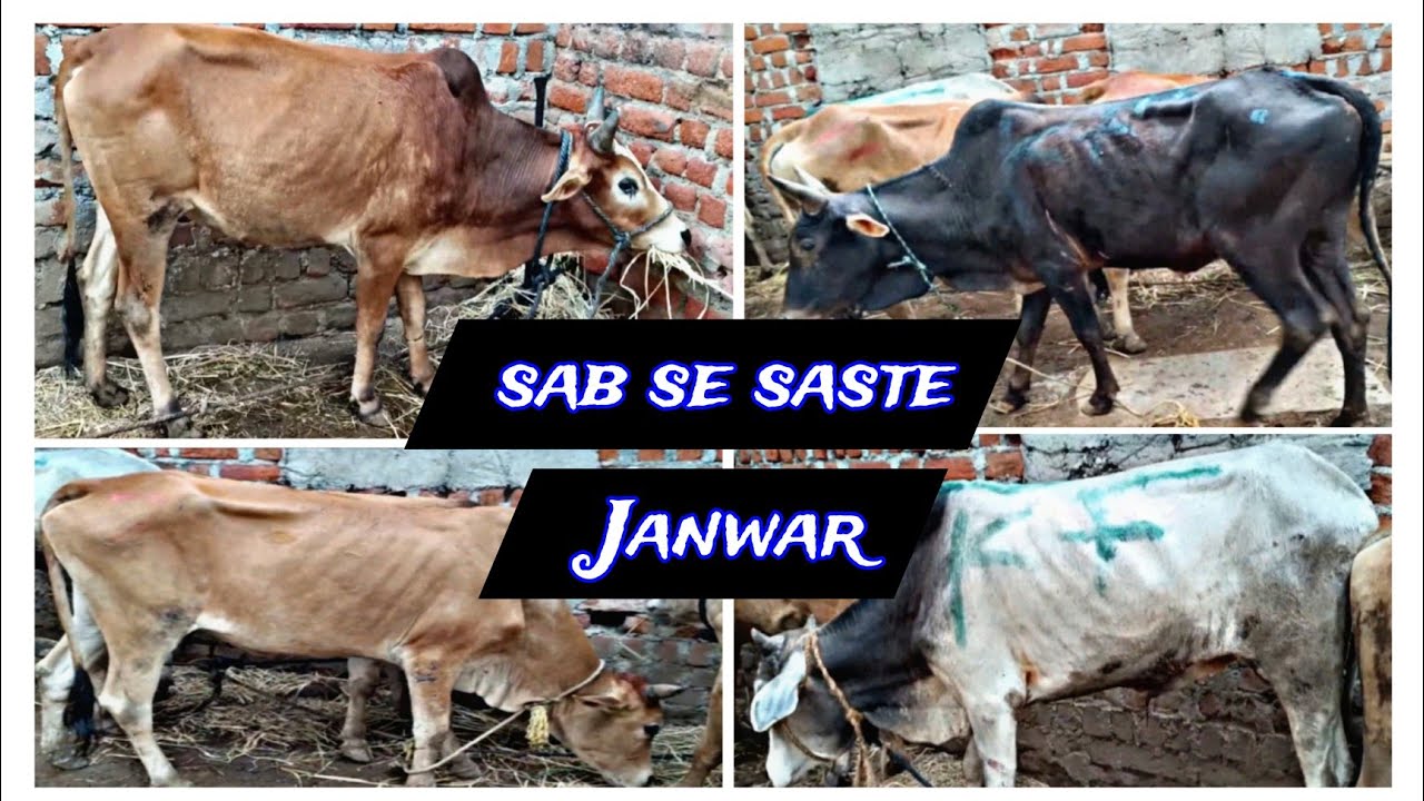 Sab Se Saste Janwar || Indian bull's breeds ||Available In kandikal ...